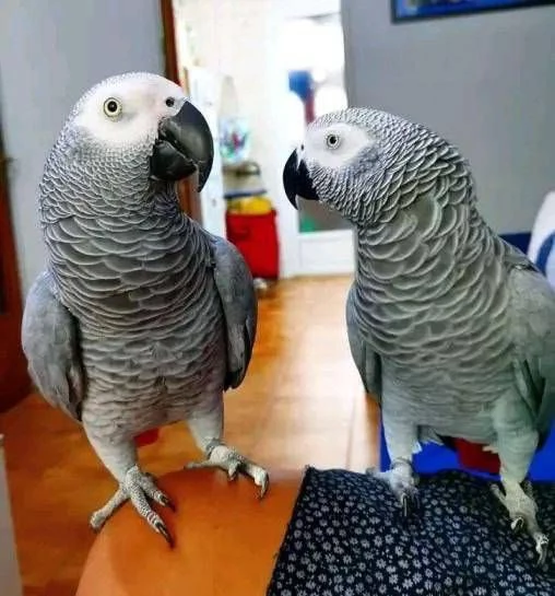Coppie Pappagalli Cenerini