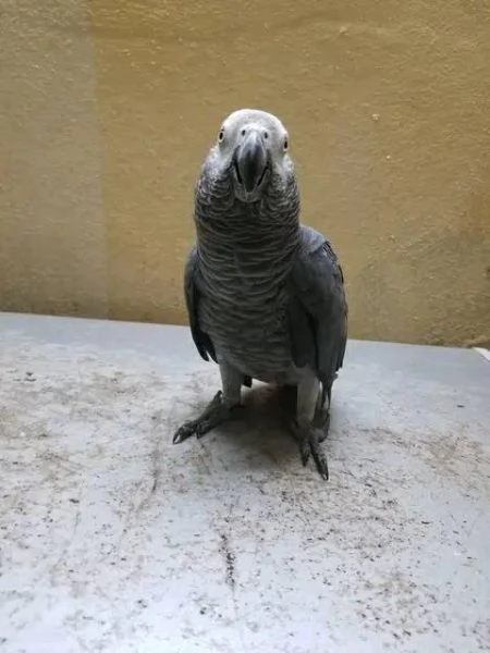 Pappagalli cenerini allevati a mano