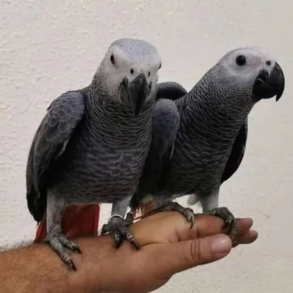 Pappagalli cenerini allevati a mano | Foto 0