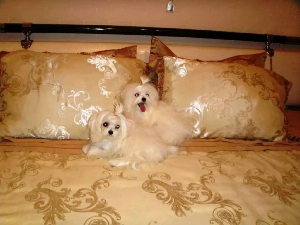 Cuccioli di Maltese Teacup standard