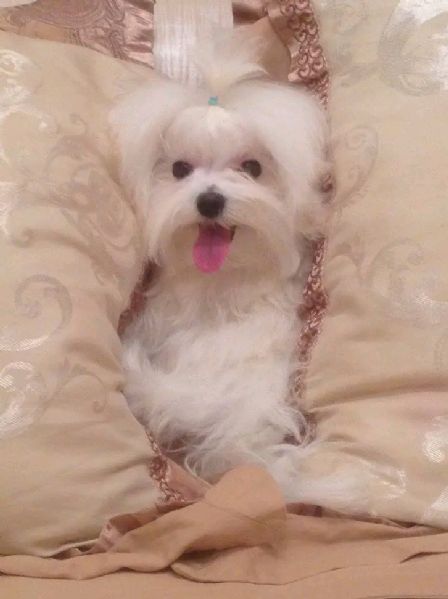 Maltese 