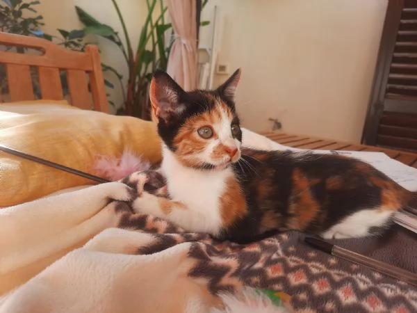 Una famiglia per Panda  | Foto 6