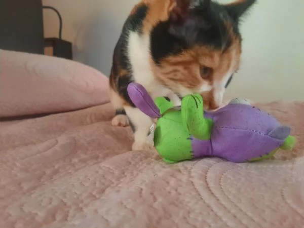 Una famiglia per Panda  | Foto 5