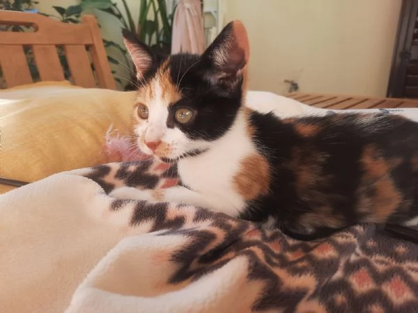 Una famiglia per Panda  | Foto 4