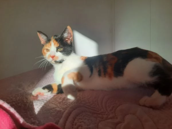 Una famiglia per Panda  | Foto 3