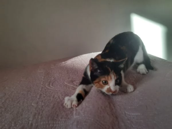 Una famiglia per Panda  | Foto 2