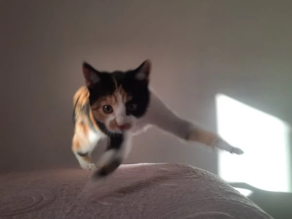 Una famiglia per Panda  | Foto 1