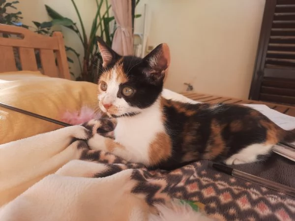 Una famiglia per Panda  | Foto 0