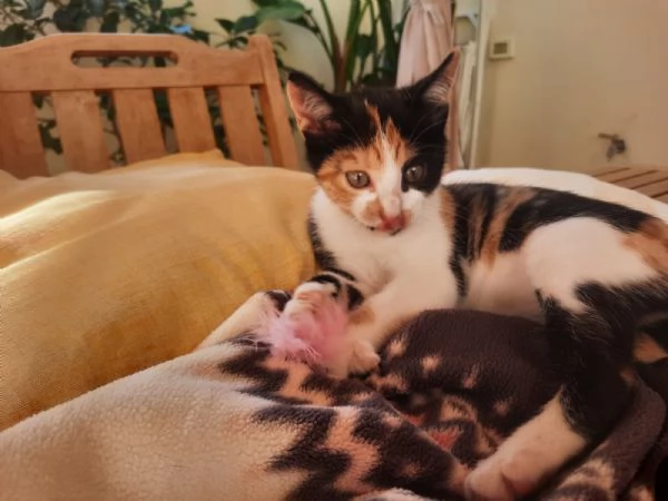 Una famiglia per Panda 