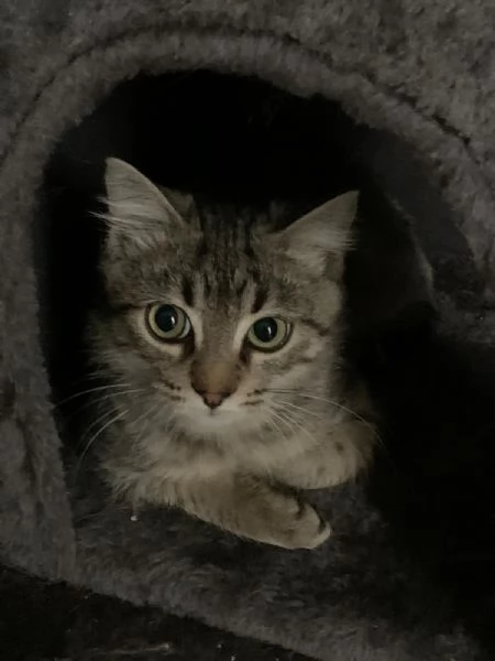 Una famiglia per Loki 