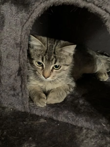 Una famiglia per Loki  | Foto 3