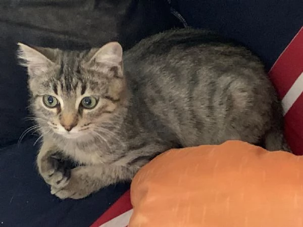 Una famiglia per Loki  | Foto 2