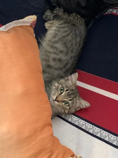 Una famiglia per Loki  | Foto 1