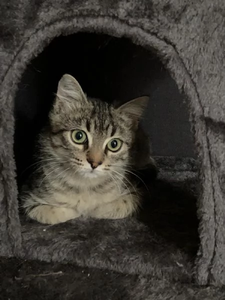 Una famiglia per Loki  | Foto 0