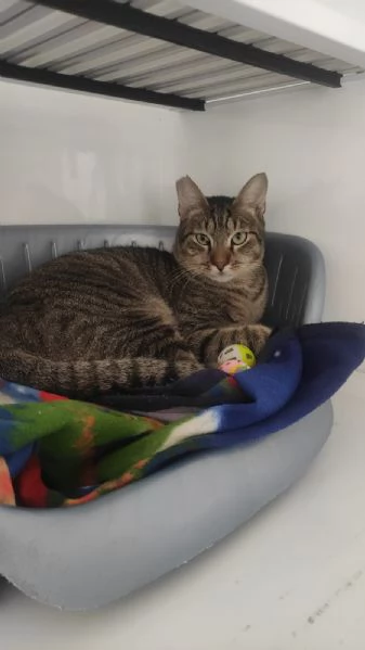 Adozione del cuore per Tigrotto  | Foto 6