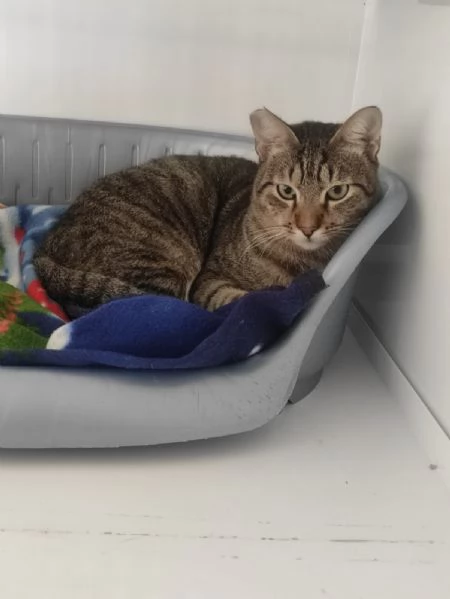 Adozione del cuore per Tigrotto  | Foto 5