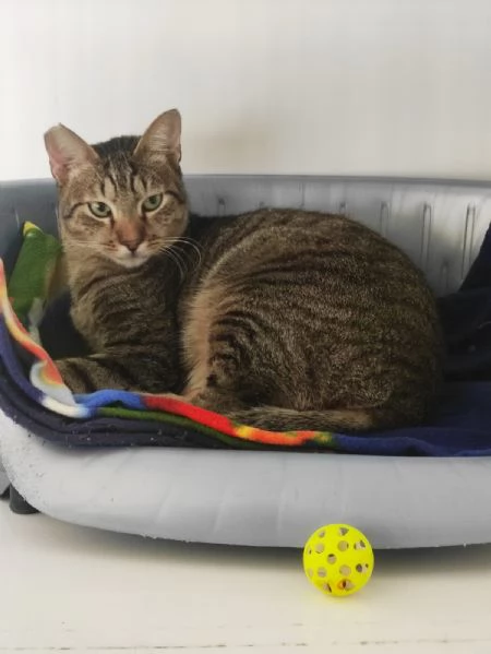 Adozione del cuore per Tigrotto  | Foto 4