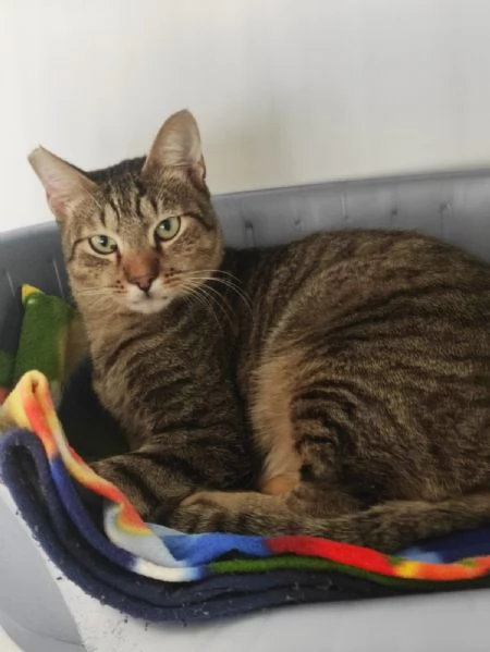 Adozione del cuore per Tigrotto  | Foto 3