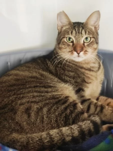 Adozione del cuore per Tigrotto  | Foto 2