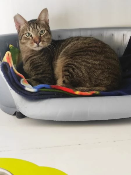 Adozione del cuore per Tigrotto  | Foto 1