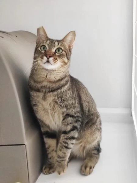 Adozione del cuore per Tigrotto 