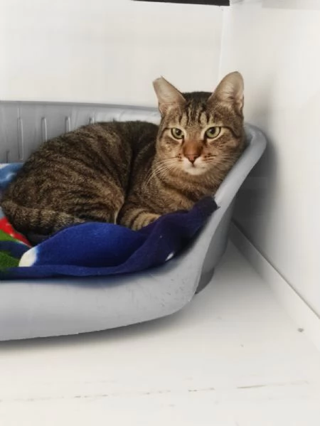 Adozione del cuore per Tigrotto  | Foto 0