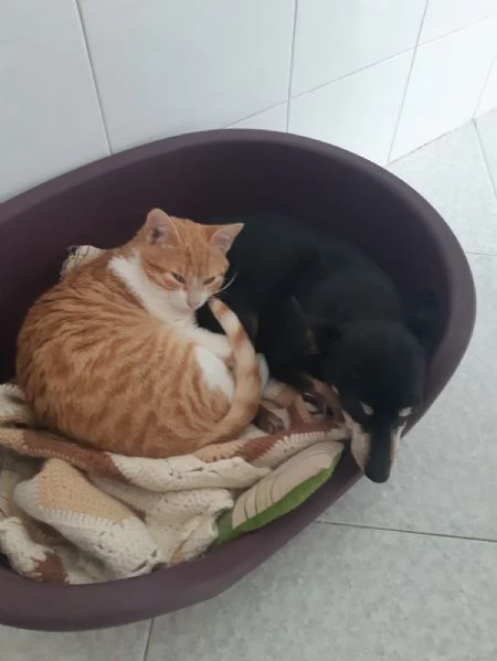 Una famiglia per Orange  | Foto 6