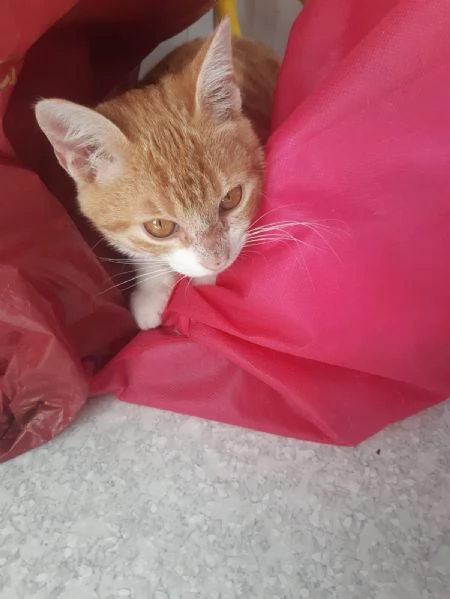 Una famiglia per Orange  | Foto 5