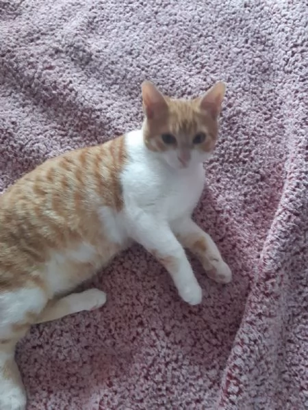 Una famiglia per Orange 