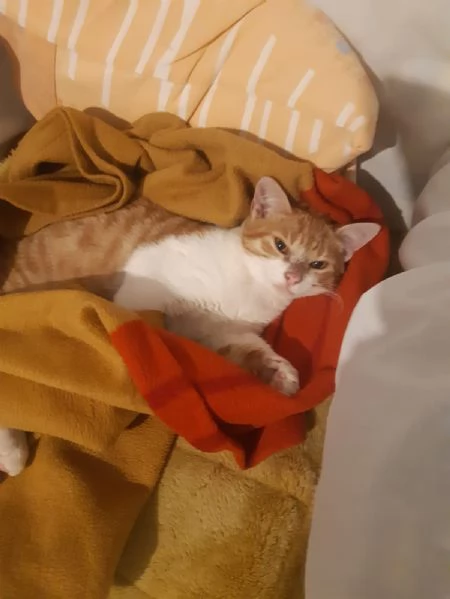 Una famiglia per Orange  | Foto 1