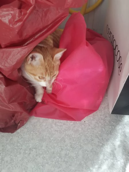 Una famiglia per Orange  | Foto 0