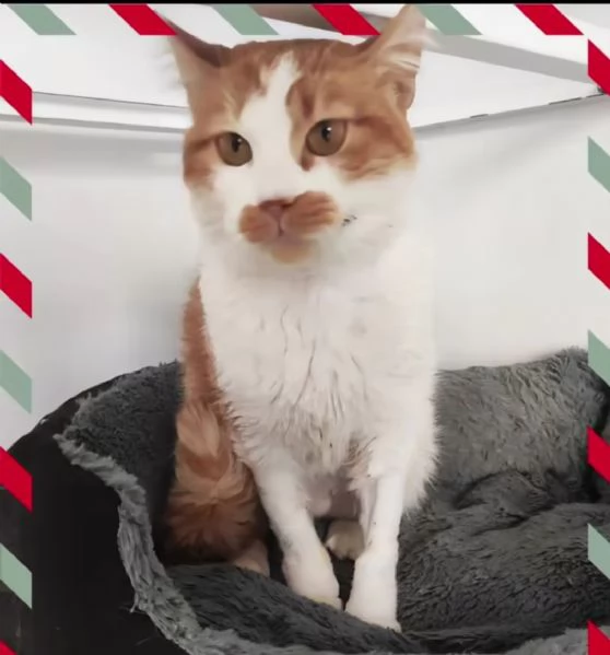 Una famiglia per Lea | Foto 2