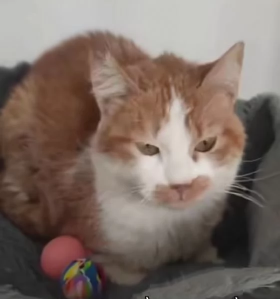 Una famiglia per Lea