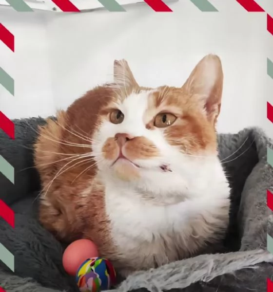 Una famiglia per Lea | Foto 0