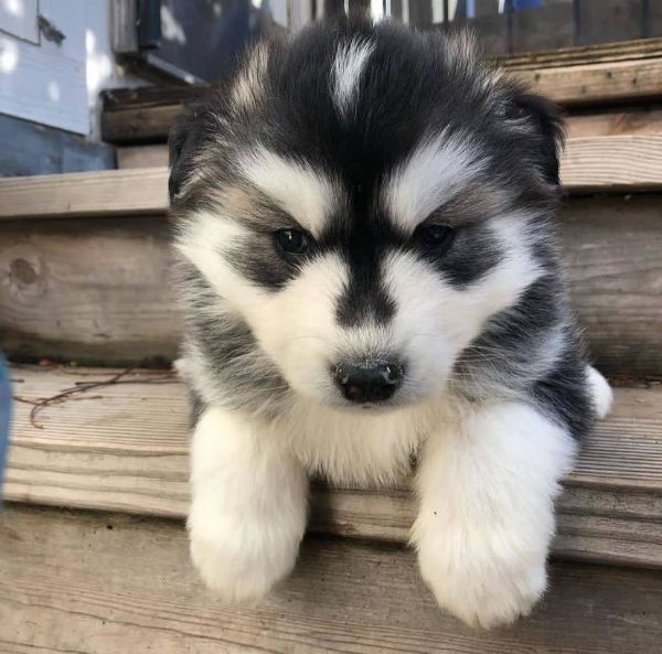 Siberian husky cuccioli