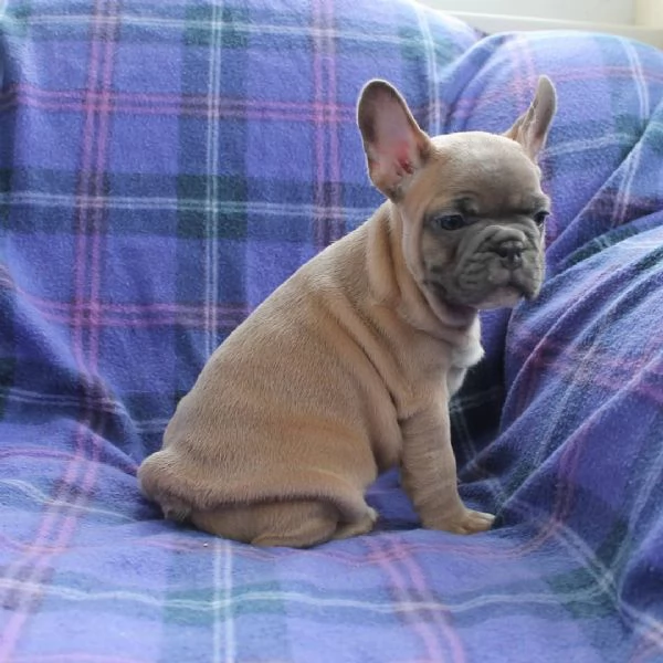 Disponibili Bouledogue Francese