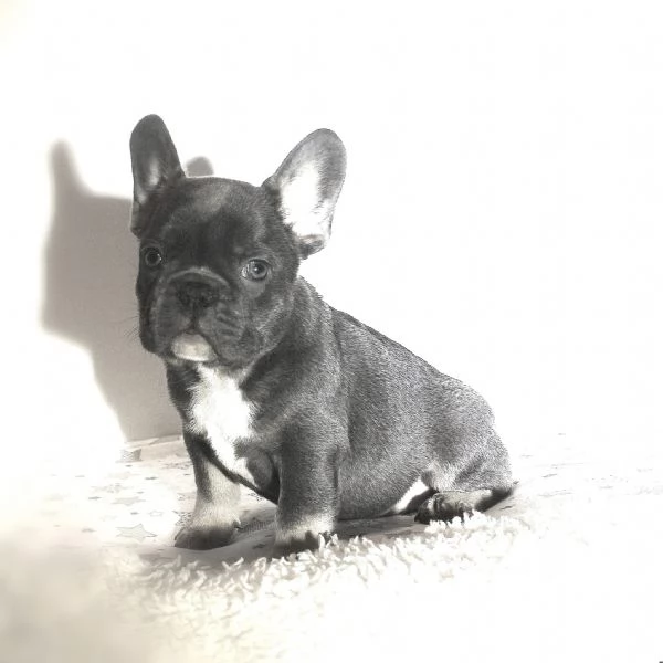 Disponibili Bouledogue Francese | Foto 0
