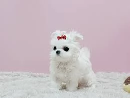 Cuccioli Maltesi maschio e femmina