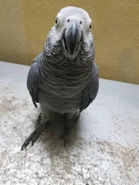 Coppie Pappagalli Cenerini