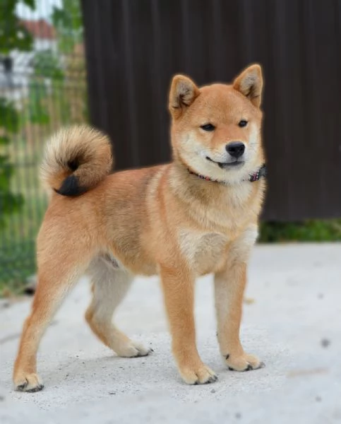 Cuccioli di Shiba Inu