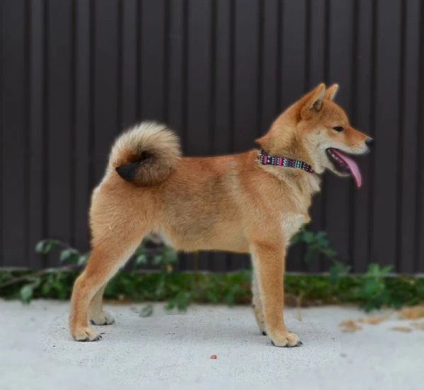 Cuccioli di Shiba Inu | Foto 6