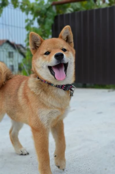 Cuccioli di Shiba Inu | Foto 5
