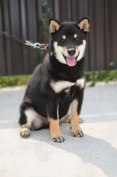 Cuccioli di Shiba Inu | Foto 4