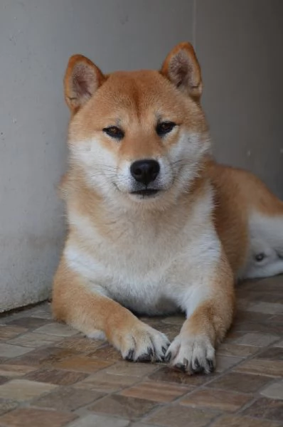 Cuccioli di Shiba Inu | Foto 3