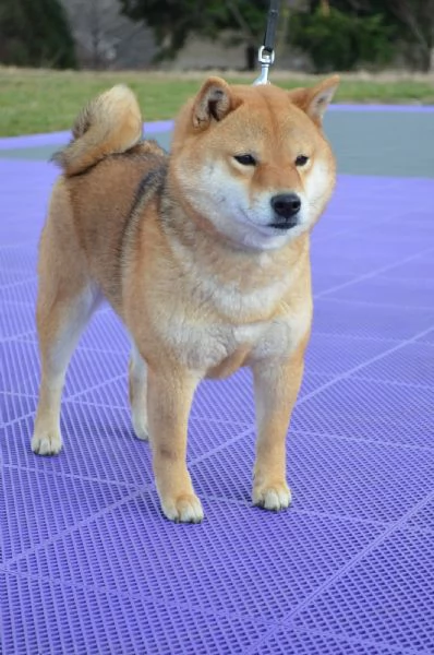 Cuccioli di Shiba Inu | Foto 2