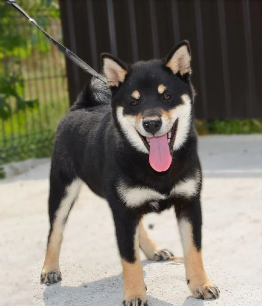 Cuccioli di Shiba Inu | Foto 1