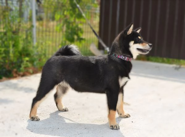 Cuccioli di Shiba Inu | Foto 0