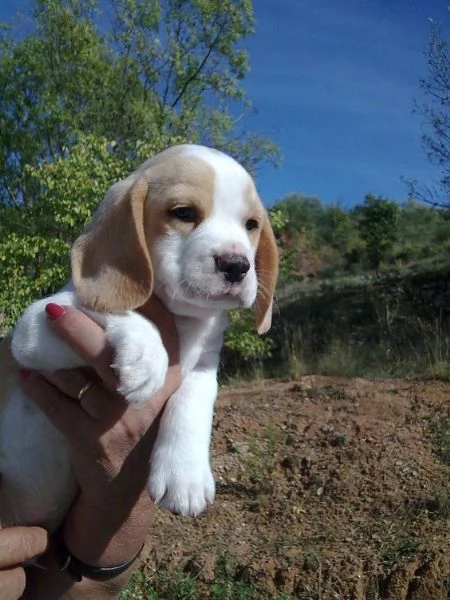 Regalo Beagle MERAVIGLIOSI cuccioli di Beagle ottima genealogia gia vaccinati sverminati e microch