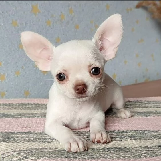 Regalo cuccioli di chihuahua Mini toy cuccioli di chihuahua mini toy  ancora disponibili un maschio