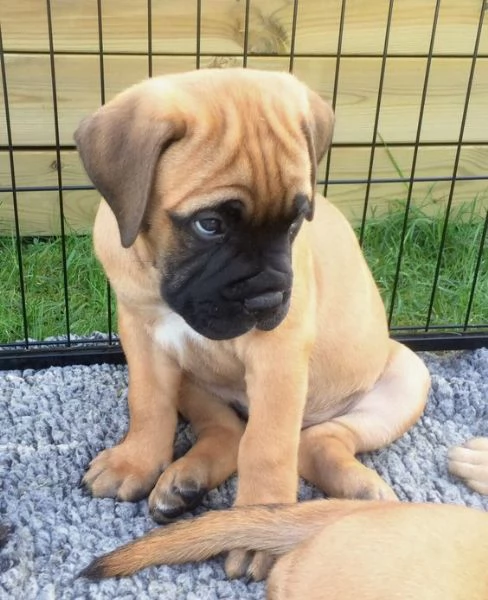 Regalo abbiamo cuccioli di BullMastiff sono BullMastiff di dimensioni  sono registrati AKC sono mo